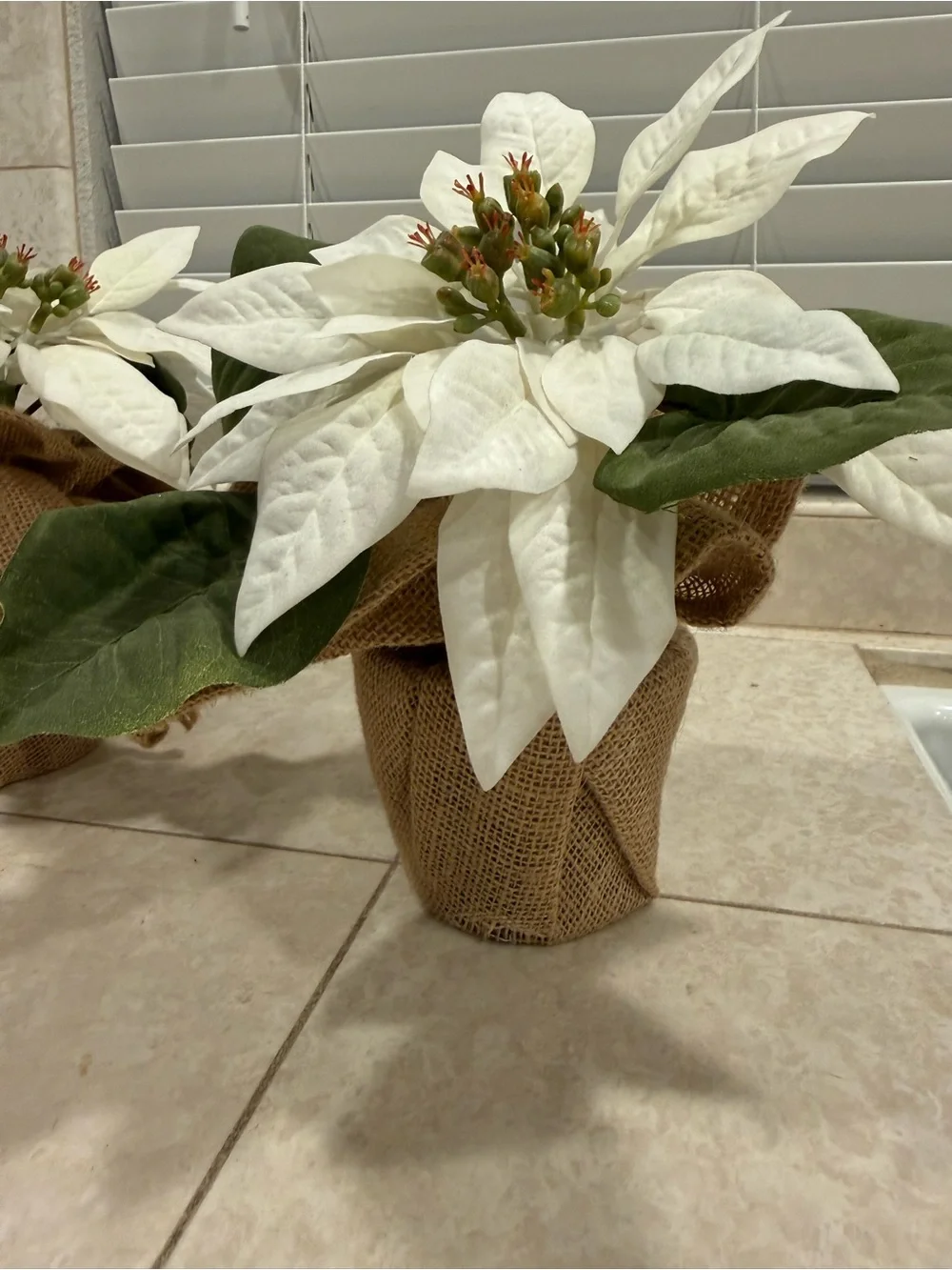 Pottery Barn White Poinsettia Burlap Pair